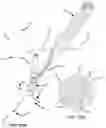 Fig. 26 - Systems for and methods of preparing a sacroiliac joint for fusion
