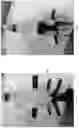 Fig. 07 - RESTRAINT SYSTEM FOR ACCESS TO THE CAUDAL END OF ANIMALS USED IN RESEARCH
