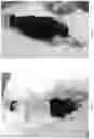 Fig. 09 - RESTRAINT SYSTEM FOR ACCESS TO THE CAUDAL END OF ANIMALS USED IN RESEARCH