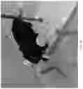 Fig. 10 - RESTRAINT SYSTEM FOR ACCESS TO THE CAUDAL END OF ANIMALS USED IN RESEARCH