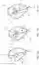Fig. 16 - Apparatus and methods for anterior valve leaflet management