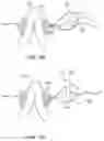 Fig. 08 - METHODS AND APPARATUS FOR ANCHORING A GASTROINTESTINAL IMPLANT