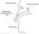 Fig. 01 - SYSTEM AND METHOD FOR ANTIMICROBIAL NASAL CAVITY BANDAGE DRESSING