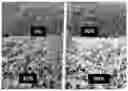 Fig. 01 - Externally-applied dermal preparation composition containing extract of green tea cultivated under extreme shading