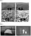 Fig. 02 - Externally-applied dermal preparation composition containing extract of green tea cultivated under extreme shading