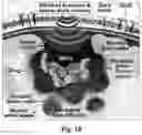 Fig. 14 - Biopatch, bioheater, biosensor and bioelectronic patch device
