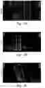 Fig. 05 - Localized immunosuppression of allografts for peripheral nerve repair