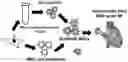 Fig. 01 - Stem cell biomimetic microparticles