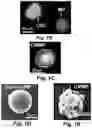 Fig. 03 - Stem cell biomimetic microparticles