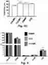 Fig. 05 - Stem cell biomimetic microparticles
