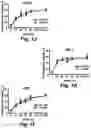 Fig. 06 - Stem cell biomimetic microparticles