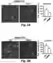 Fig. 07 - Stem cell biomimetic microparticles