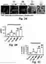 Fig. 08 - Stem cell biomimetic microparticles