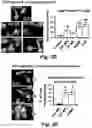 Fig. 09 - Stem cell biomimetic microparticles