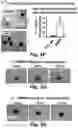 Fig. 10 - Stem cell biomimetic microparticles