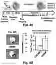 Fig. 11 - Stem cell biomimetic microparticles