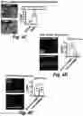 Fig. 12 - Stem cell biomimetic microparticles