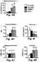 Fig. 14 - Stem cell biomimetic microparticles