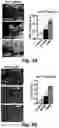 Fig. 15 - Stem cell biomimetic microparticles