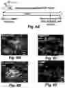 Fig. 17 - Stem cell biomimetic microparticles