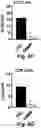 Fig. 18 - Stem cell biomimetic microparticles