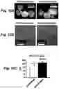 Fig. 22 - Stem cell biomimetic microparticles