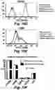 Fig. 23 - Stem cell biomimetic microparticles