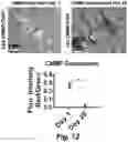 Fig. 25 - Stem cell biomimetic microparticles