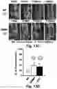 Fig. 27 - Stem cell biomimetic microparticles
