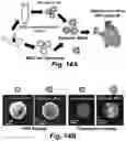 Fig. 28 - Stem cell biomimetic microparticles