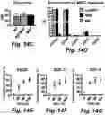 Fig. 29 - Stem cell biomimetic microparticles