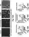 Fig. 30 - Stem cell biomimetic microparticles