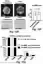 Fig. 31 - Stem cell biomimetic microparticles