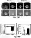 Fig. 33 - Stem cell biomimetic microparticles