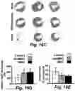 Fig. 34 - Stem cell biomimetic microparticles