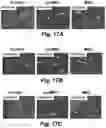 Fig. 35 - Stem cell biomimetic microparticles