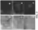 Fig. 04 - Targeted nanogels for urinary bladder therapies