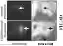 Fig. 12 - Targeted nanogels for urinary bladder therapies