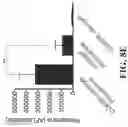 Fig. 13 - Targeted nanogels for urinary bladder therapies