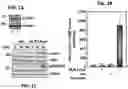 Fig. 02 - Methods of regulating cannabinoid receptor activity-related disorders and diseases