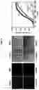 Fig. 10 - Methods of regulating cannabinoid receptor activity-related disorders and diseases