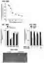 Fig. 19 - Methods of regulating cannabinoid receptor activity-related disorders and diseases