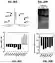Fig. 21 - Methods of regulating cannabinoid receptor activity-related disorders and diseases