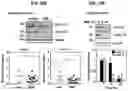 Fig. 22 - Methods of regulating cannabinoid receptor activity-related disorders and diseases
