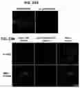 Fig. 26 - Methods of regulating cannabinoid receptor activity-related disorders and diseases