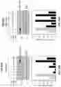 Fig. 27 - Methods of regulating cannabinoid receptor activity-related disorders and diseases