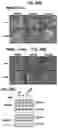 Fig. 28 - Methods of regulating cannabinoid receptor activity-related disorders and diseases