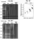 Fig. 31 - Methods of regulating cannabinoid receptor activity-related disorders and diseases