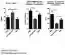 Fig. 01 - Composition for improving joint function
