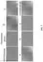 Fig. 10 - Andrographolide derivatives and method of using the same for treatment or prevention of fibrosis